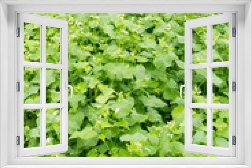 Fototapeta Naklejka Na Ścianę Okno 3D - buckwheat plant foliage
