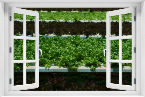 Fototapeta Naklejka Na Ścianę Okno 3D - Organic green lettuce small plants or salad vegetable grown at greenhouse hydroponics farm. Fresh organic vegetable. Concept of healthy eating. Selective focus.