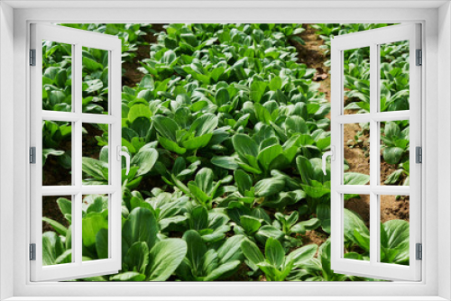 Fototapeta Naklejka Na Ścianę Okno 3D - Food background. Chinese cabbage closeup on a garden bed. Growing cabbage in the field. Full frame background of fresh green cabbage leaf at summer season. Ecological agriculture. Healthy food.