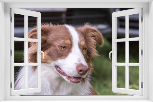 Fototapeta Naklejka Na Ścianę Okno 3D - Portrait of border collie dog living in belgium