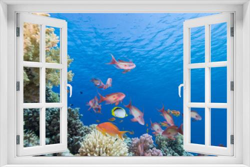 Fototapeta Naklejka Na Ścianę Okno 3D - Lyretail anthias and coral reef