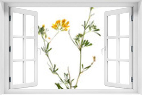 Fototapeta Naklejka Na Ścianę Okno 3D - Dried meadow flowers on white background, top view