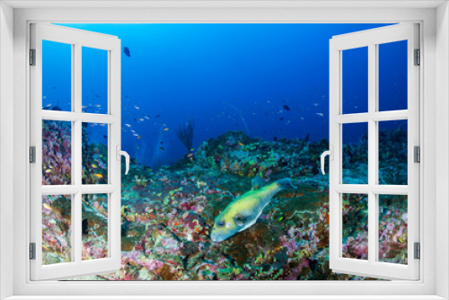 Fototapeta Naklejka Na Ścianę Okno 3D - A small Puffer Fish on a beautiful, colorful tropical coral reef