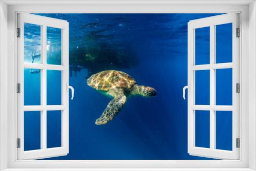 Fototapeta Naklejka Na Ścianę Okno 3D - A beautiful Sea Turtle swimmig near the surface of a warm, blue ocean