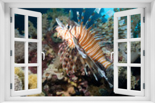 Fototapeta Naklejka Na Ścianę Okno 3D - lionfish over coral reef
