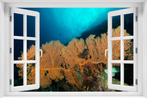 Fototapeta Naklejka Na Ścianę Okno 3D - Gorgonian seafan