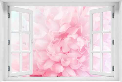 Fototapeta Naklejka Na Ścianę Okno 3D - Chrysanthemum flowers in soft pastel color and blur style for background