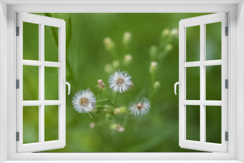 Fototapeta Naklejka Na Ścianę Okno 3D - dandelion