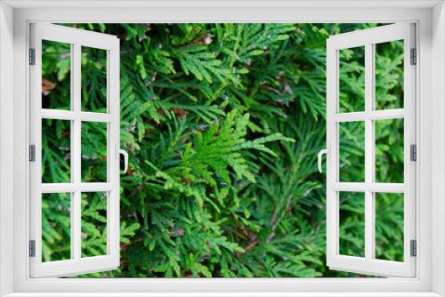 Fototapeta Naklejka Na Ścianę Okno 3D - Close-up of a thuja hedge