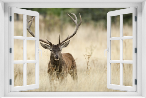 Fototapeta Naklejka Na Ścianę Okno 3D - Red deer, Cervus elaphus, Wild