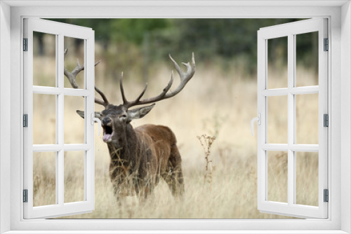 Fototapeta Naklejka Na Ścianę Okno 3D - Red Deer, Deers, Cervus elaphus - Rut time, stag, Red deer roaring
