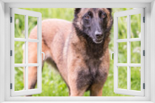 Fototapeta Naklejka Na Ścianę Okno 3D - portrait of belgium shepherd dog type malinois living in belgium