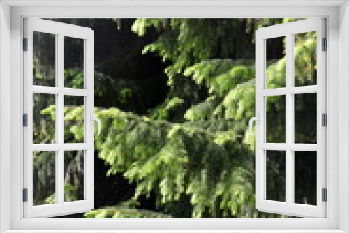Fototapeta Naklejka Na Ścianę Okno 3D - Branches of a spruce tree Picea abies with new foliage growing 