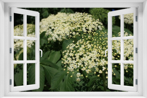 Fototapeta Naklejka Na Ścianę Okno 3D - Flowers of elderberry