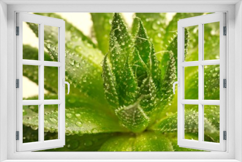 Fototapeta Naklejka Na Ścianę Okno 3D - Aloe Vera plant - beige background