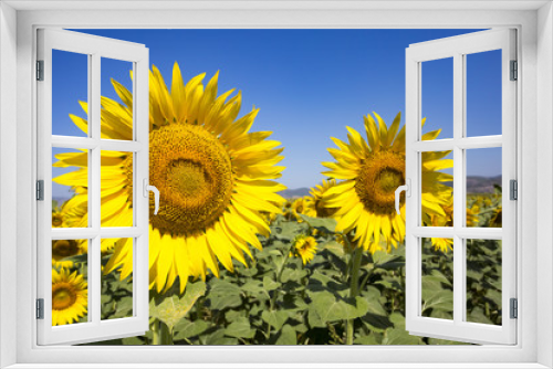 Fototapeta Naklejka Na Ścianę Okno 3D - Sunflower field