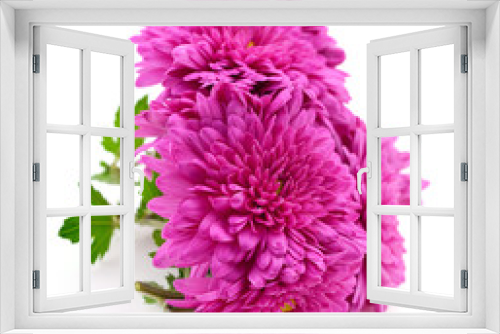 Fototapeta Naklejka Na Ścianę Okno 3D - Chrysanthemums on white.