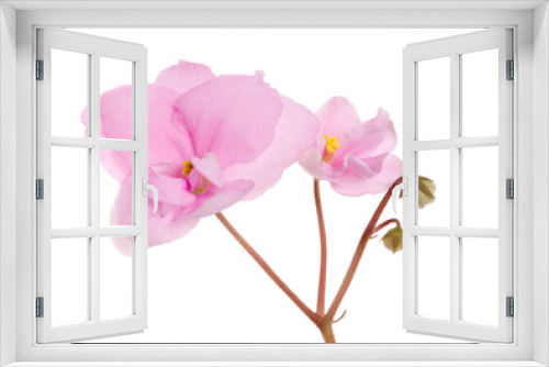 Fototapeta Naklejka Na Ścianę Okno 3D - two pink violets branch