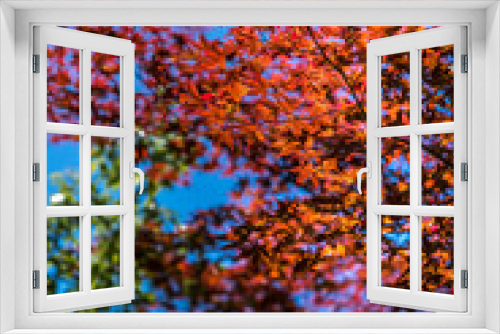 Fototapeta Naklejka Na Ścianę Okno 3D - Red Leaves in Japan