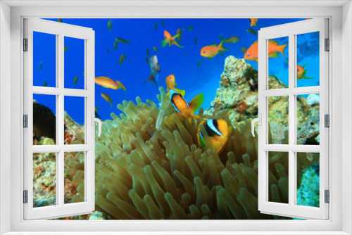 Fototapeta Naklejka Na Ścianę Okno 3D - Red Sea Anemonefishes and Lyretail Anthias