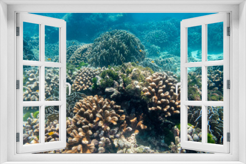 Fototapeta Naklejka Na Ścianę Okno 3D - Beautiful coral reef garden in similan island