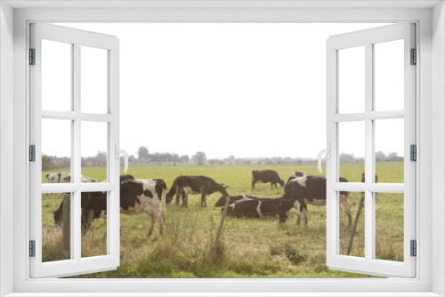 Fototapeta Naklejka Na Ścianę Okno 3D - Cows in a green farm