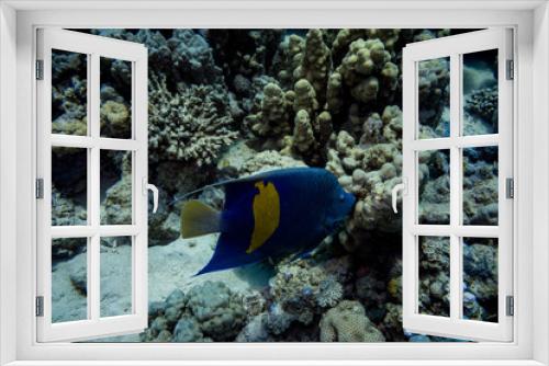 Fototapeta Naklejka Na Ścianę Okno 3D - poisson bleu