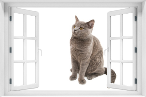 Fototapeta Naklejka Na Ścianę Okno 3D - gray cat isolated
