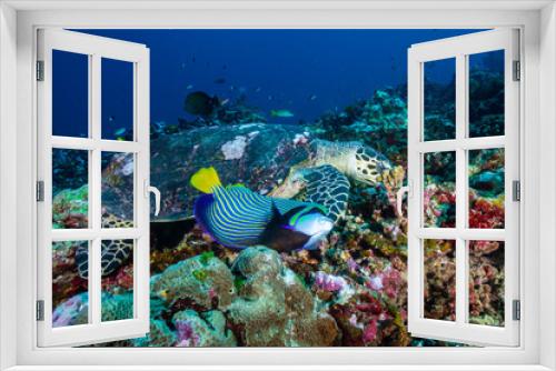 Fototapeta Naklejka Na Ścianę Okno 3D - A Hawksbill Sea Turtle surrounded by tropical fish feeding on a coral reef