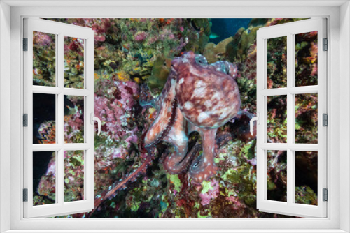 Fototapeta Naklejka Na Ścianę Okno 3D - A pair of mating Octopus on a beautiful, colorful tropical coral reef at dusk