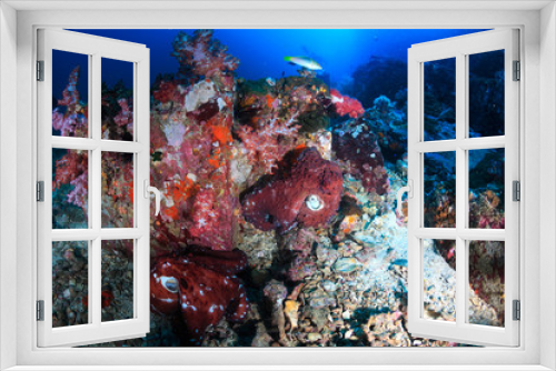 Fototapeta Naklejka Na Ścianę Okno 3D - A pair of mating Octopus on a deep, dark, tropical coral reef