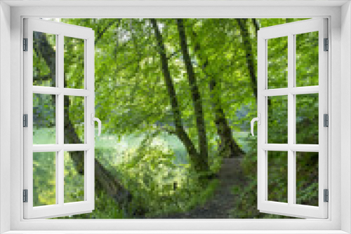 Fototapeta Naklejka Na Ścianę Okno 3D - Path with beautiful green colors, trees, grass, moss, foliage, shades of green, light and darkness, textured floor, filled with leaves.