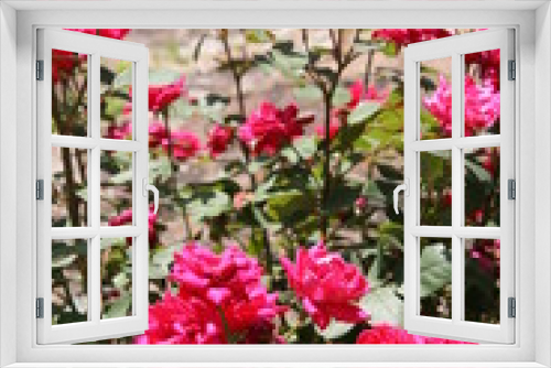 Fototapeta Naklejka Na Ścianę Okno 3D - flowers, pink, garden,  nature
