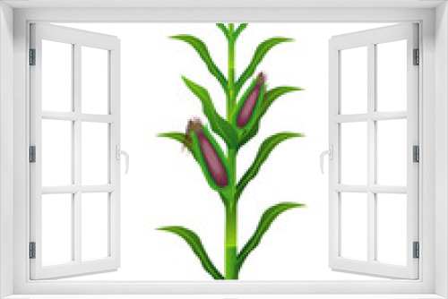 Fototapeta Naklejka Na Ścianę Okno 3D - corn plant vector design