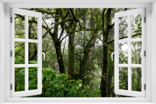 Fototapeta Naklejka Na Ścianę Okno 3D - Rain forest with trees