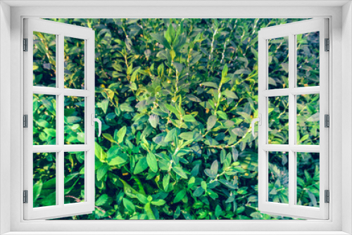 Fototapeta Naklejka Na Ścianę Okno 3D - Green grass carving leaf background