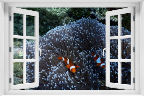 Fototapeta Naklejka Na Ścianę Okno 3D - Clownfisch Anemonenfisch Biorock Projct Pemuteran Bali Indonesien