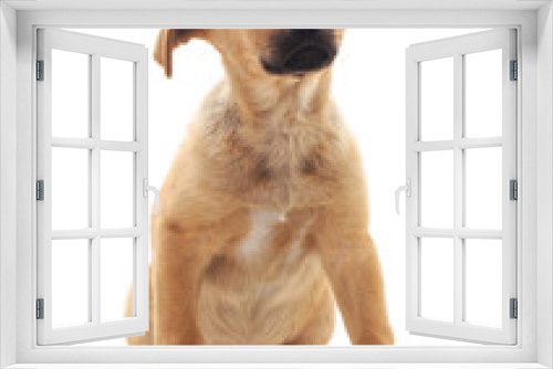 Fototapeta Naklejka Na Ścianę Okno 3D - One little dog.