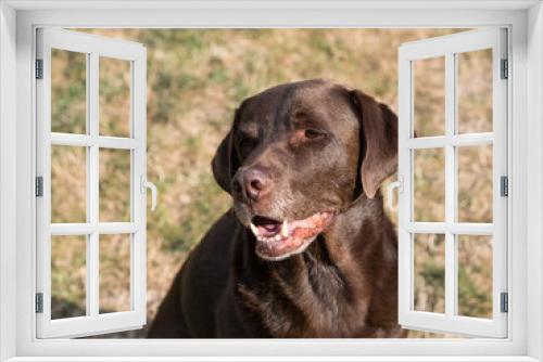 Fototapeta Naklejka Na Ścianę Okno 3D - Brown Labrador Retriever Dog