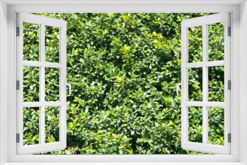 Fototapeta Naklejka Na Ścianę Okno 3D - Hedge texture