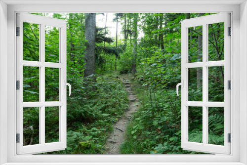 Fototapeta Naklejka Na Ścianę Okno 3D - Cycling in Nature Forest on a rainy day. Road in Forest nature. Green forest road. Nature. Road. Natural environment.