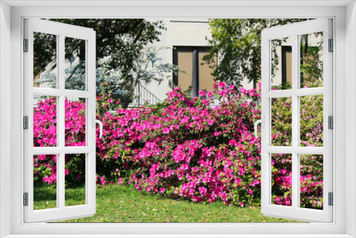 Fototapeta Naklejka Na Ścianę Okno 3D - savannah flowers