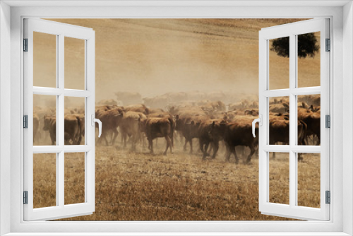 Fototapeta Naklejka Na Ścianę Okno 3D - Herd of bulls in southern Spain.