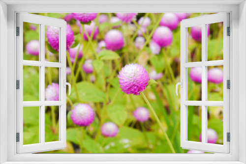 Fototapeta Naklejka Na Ścianę Okno 3D - Colorful flowers