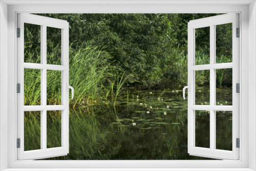 Fototapeta Naklejka Na Ścianę Okno 3D - site of overgrown standing pond with reeds and water lilies