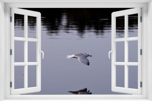 Fototapeta Naklejka Na Ścianę Okno 3D - Refection of Seagull