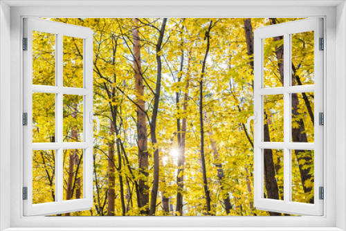 Fototapeta Naklejka Na Ścianę Okno 3D - Tree with golden leaves in autumn and sunlight