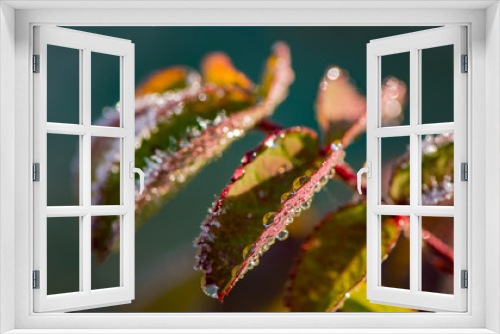 Fototapeta Naklejka Na Ścianę Okno 3D - autumn leaves of bushes covered with hoarfrost and drops of morning dew.