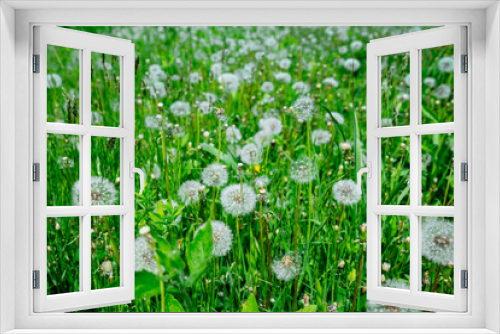 Fototapeta Naklejka Na Ścianę Okno 3D - field of white dandelions close up