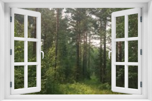 Fototapeta Naklejka Na Ścianę Okno 3D - Summer forest